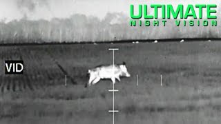 Thermal Scope Hog Hunt  250 pound Wild Hog kill with an ATN ThOR 320 35x [upl. by Ainaj]