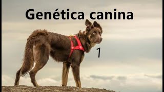 genética canina primera parte [upl. by Aylward250]