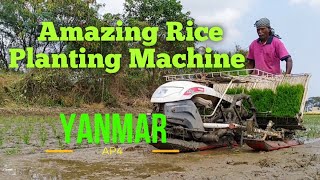 Amazing Yanmar Rice  Paddy Transplanting Machine in Paddy Field essenceworld [upl. by Kronick463]