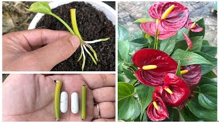 Instructions for using Anthurium Andreanum leaf petioles for propagation [upl. by Avad]