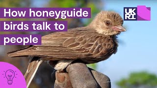 How honeyguide birds talk to people  The secrets of HoneyHarvesting in Africa [upl. by Redan]