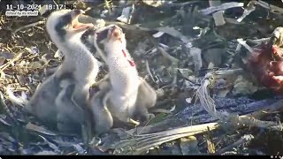 Port L Osprey 11102024 1813 Two feedings for the baby ospreys at dusk [upl. by Hgielac]