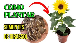 como plantar sementes de girassol [upl. by Atiekram]