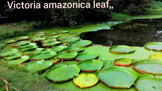 Victoria amazonica plant Largest water lily The national flower of Guyana [upl. by Anua]