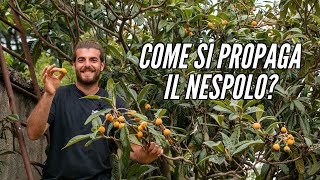 come PROPAGARE il NESPOLO GIAPPONESE [upl. by Kampmeier]