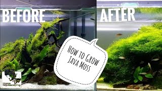 HOW TO Grow Java Moss Membuat Aquascape水草造景 [upl. by Voletta234]