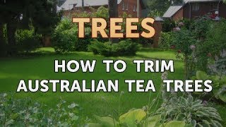 How to Trim Australian Tea Trees [upl. by Stubbs709]