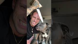 Non è come sembra 🫣😂😅🫢 dog funny funnyshorts horrorstories reaction [upl. by Nonez]