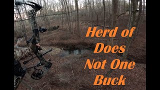 A Herd of Does  Not One Buck  Virginia Saddle Hunting [upl. by Aramahs805]