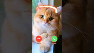 CAT CALLING📱 smartphone ringtone bgmringtone cat callrintone new catlover calltone shorts [upl. by Ardnwahsal]