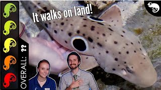 Epaulette Shark The Best Pet Fish [upl. by Nevanod]