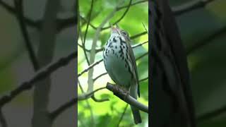 Ovenbird sound❗ [upl. by Anisamot]