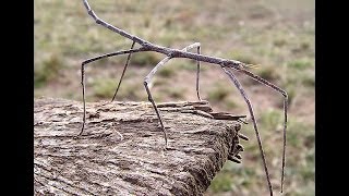 Walking Stick insect [upl. by Lorant631]