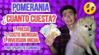 ¿Cuánto cuesta un PERRO POMERANIA 💰💸  Todo sobre aspecto económico 🤔 [upl. by Odnamra]