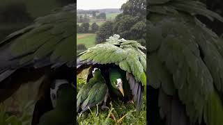 Mother Parrots Love Protecting Her Chicks from Rain [upl. by Nimajaneb]