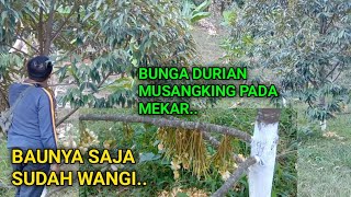 PERKEMBANGAN BUNGA DURIAN MUSANGKING PENDEK PADA MEKAR [upl. by Yenot831]