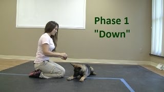 How to Train a dog to Lie quotDownquot K91com [upl. by Cynara]