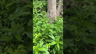 Wicked Plants  Stinging Nettle [upl. by Philbo497]