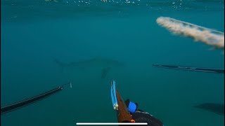 Hungry Galapagos shark chased us out the water  EP5  MAUI HAWAII [upl. by Dorene999]