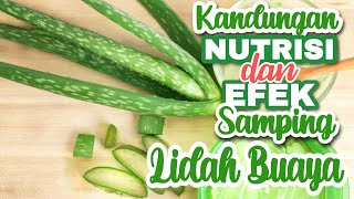 10 Efek Samping Lidah Buaya dan 7 kandungan Nutrisi Lidah Buaya [upl. by Brindell]