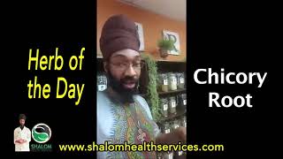 Herb of the Day Chicory Root [upl. by Donahoe]