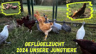 Geflügelzucht  unsere Nachzucht 2024  Ausstellungtiere [upl. by Baten100]