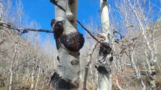 Lamoille Canyon Nevada P 3 [upl. by Dinsdale]