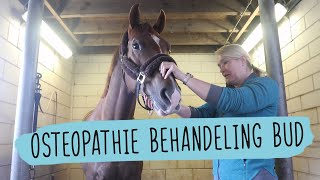 Behandeling door OSTEOPAAT Ademhalingsproblemen  60  HorseFitShop [upl. by Boni544]