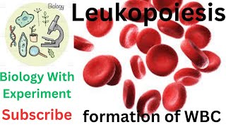 Leukopoiesis  Granulopoiesis  Lymphopoiesis  WBC  Formation of white blood cells  Hematology 🔥🔥 [upl. by Ydde]