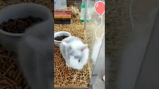 Coelhinhos Fofinhos short shorts viralvideo rabbit animais oddlysatisfying cuteanimals [upl. by Alayne871]