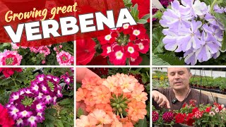 Growing Beautiful Verbena Flowers — and a Tour of Blooms [upl. by Enogitna878]