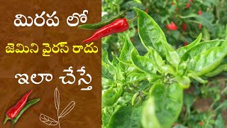 మిరప కి జెమిని వైరస్ ఎప్పుడు రాదుGemini virus control in telugubobbara virus control in chilli crop [upl. by Anneh]