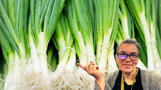 Planting Bunching Onions AKA Scallions for Fall and Winter Harvest [upl. by Atirrehs589]