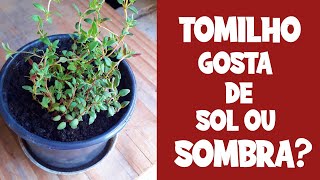 TOMILHO GOSTA DE SOL OU SOMBRA [upl. by Geri]