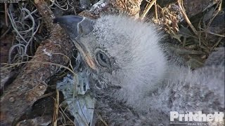 SWFL Eagles  Pin Feathers Emerging 11817 [upl. by Hyman]