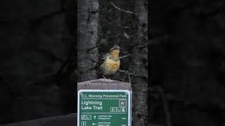 Varied thrush 💚 Sept 28 2024 manningpark [upl. by Notsirk991]