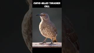 Curvebilled Thrasher Call birdsounds texasoutdoors wildlife [upl. by Maxentia]