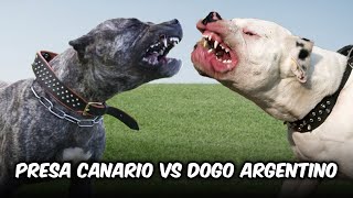 Presa Canario vs Dogo Argentino [upl. by Zeta]