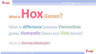 Hox Gene Homeobox genes Homeotic Genes and Hox Genes hox genetics embryonicdevelopment [upl. by Neeleuqcaj]