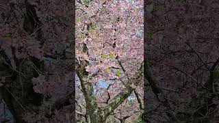 Cherry trees in bloom cherry sakura bloom blossom NZ [upl. by Petty158]