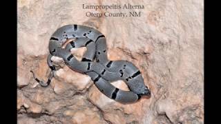 Lampropeltis alterna Brokeoff Mountains NM [upl. by Nayt770]