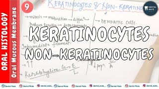 Keratinocytes  NonKeratinocytes  Differences  OMM  Dr Paridhi Agrawal [upl. by Ernesta]