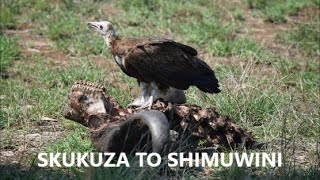 Fish spawning and a feeding frenzy on the way North to the incredible Shimuwini Bush Camp [upl. by Rozalin]