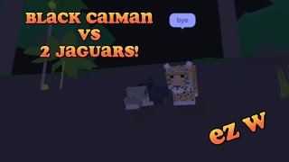 Black caiman vs 2 jaguars amazon ascension [upl. by Lilias]