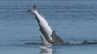 Why do dolphins vomit Atlantic salmon  Highlands  Scotlands Wild Heart [upl. by Harac]