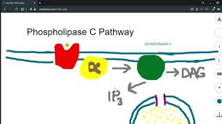 Common cell signaling pathway [upl. by Aoniak]