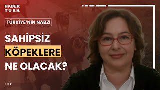 Sahipsiz hayvan yasası ne getirecek Prof Dr Nilüfer Sabuncuoğlu anlattı [upl. by Iteerp]