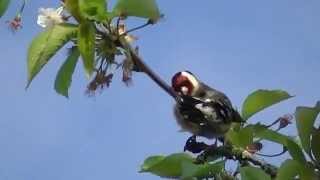 Zingende putter zang Goldfinch singing [upl. by Aicemat]