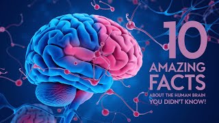 10 Amazing Facts About the Human Brain You Didnt Know [upl. by Avehs]