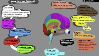 Brain Structure and Function  3D Animation [upl. by Tombaugh562]